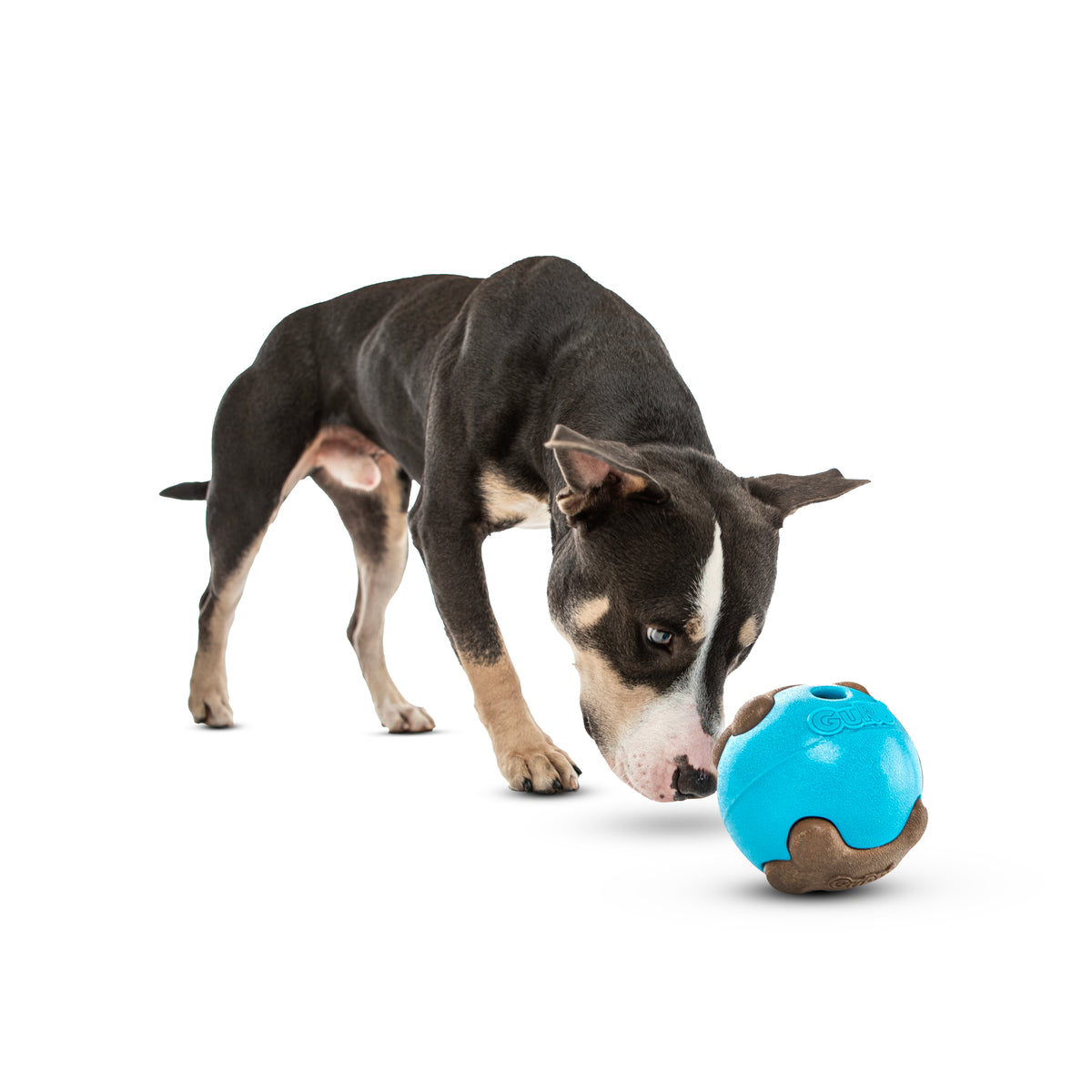 GURU Pet Company Busy Ball Dog Fetch Toy Medium