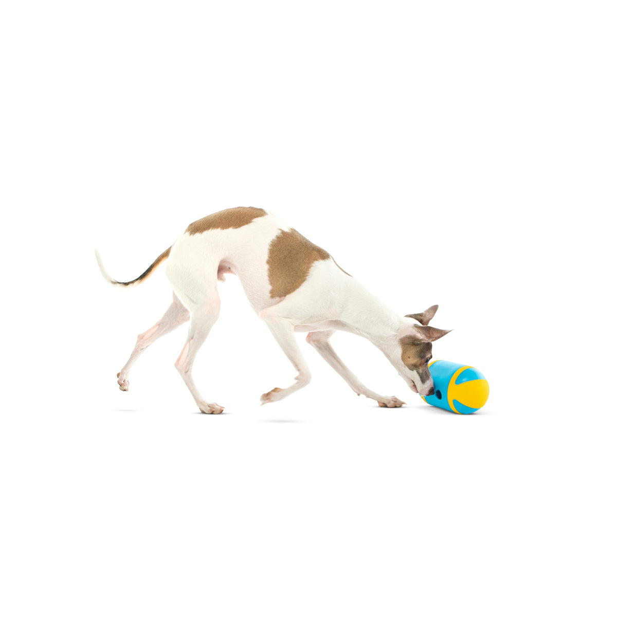 GURU Pet Company Rock 'N Treat Interactive Dog Toy Medium