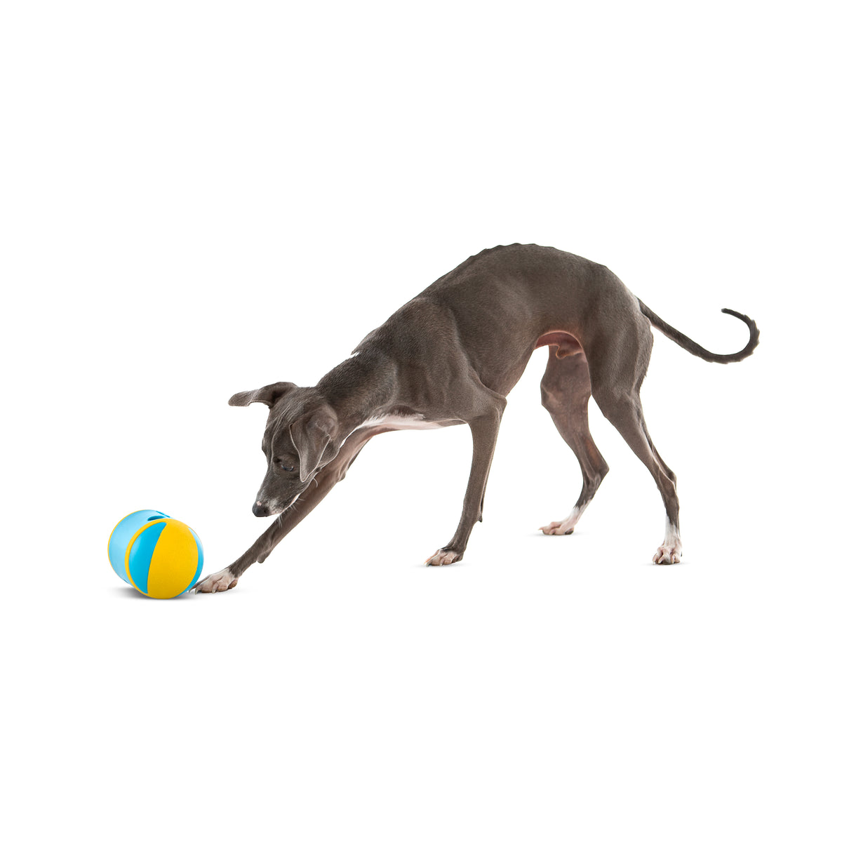 GURU Pet Company Rock 'N Treat Interactive Dog Toy Medium