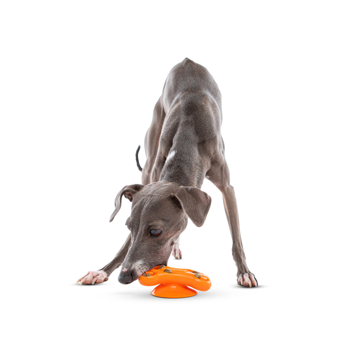 GURU Pet Company Distracto-Pod Bone Dog Chew Toy Medium