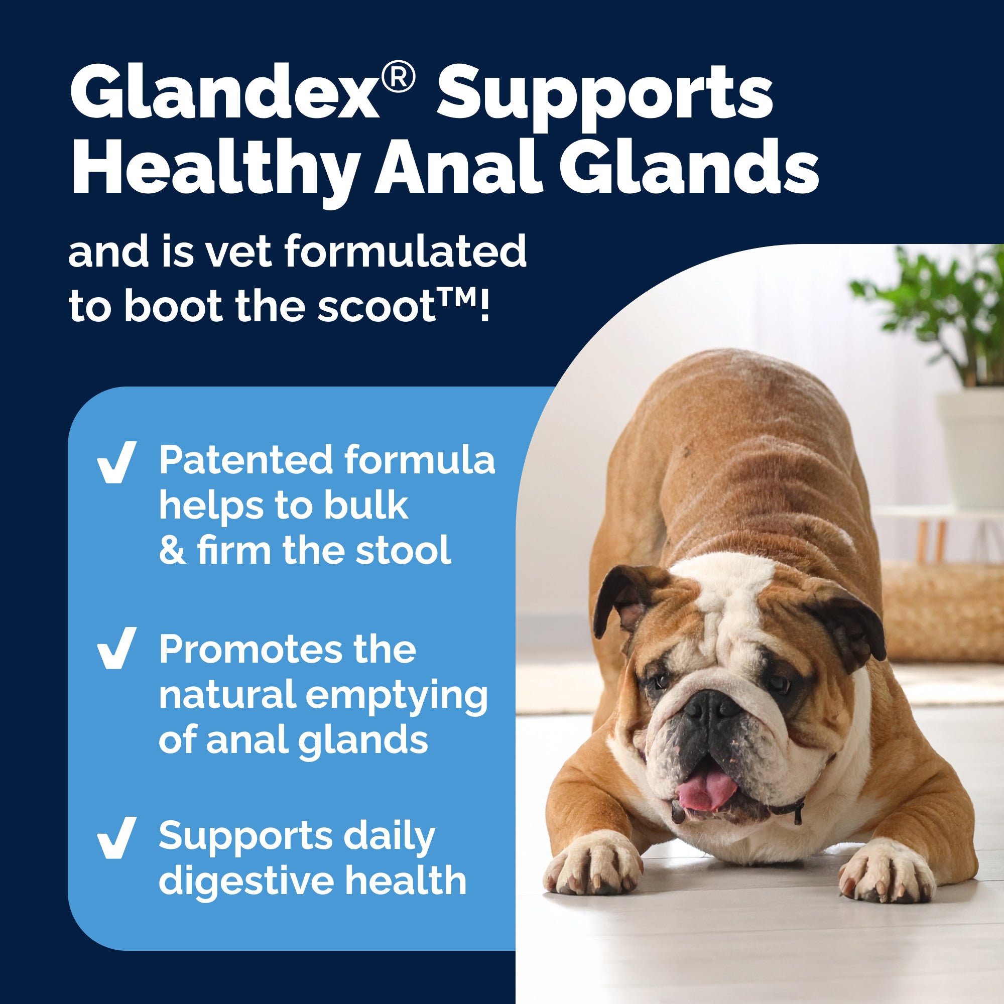 Glandex Anal Gland Support Soft Chews - Peanut Butter Flavor 30 ct.