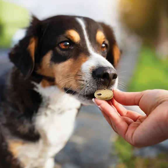 Honest To Goodness™ Plant Snacks Buddy Boost Cranberry & Pomegranate Recipe Dog Treats 8oz