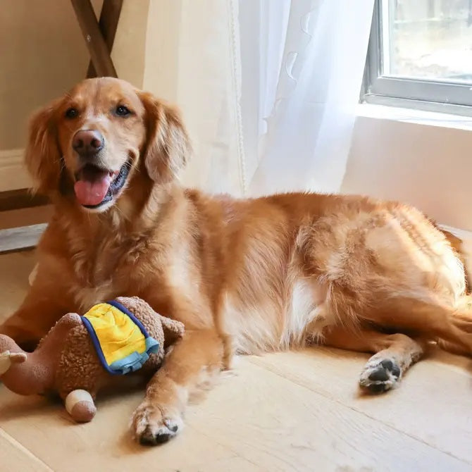 Injoya Sahara Camel Snuffle Toy