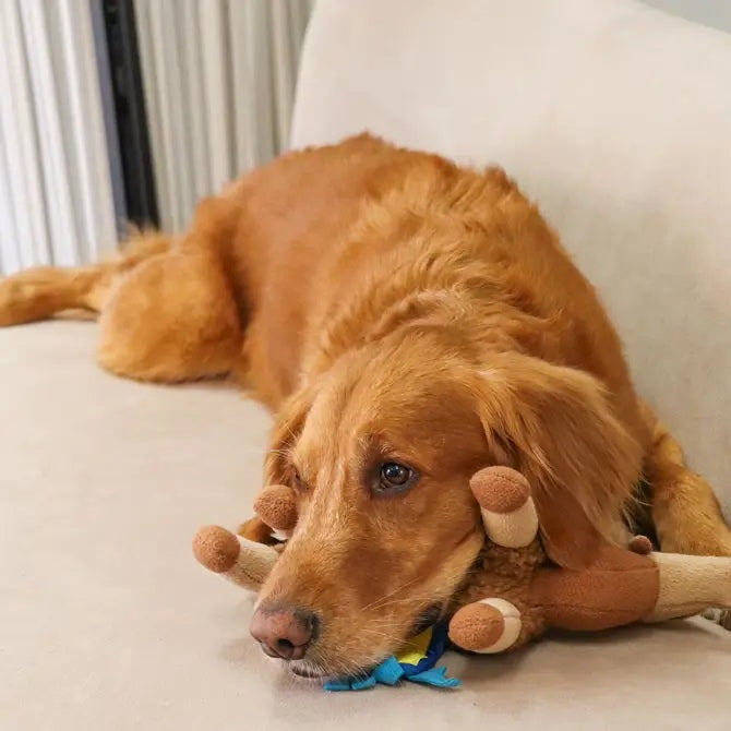 Injoya Sahara Camel Snuffle Toy