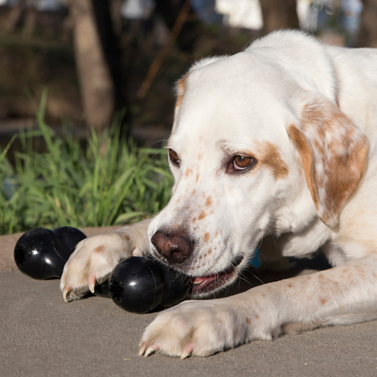 KONG® Extreme Goodie Bone® Dog Chew Toy Medium