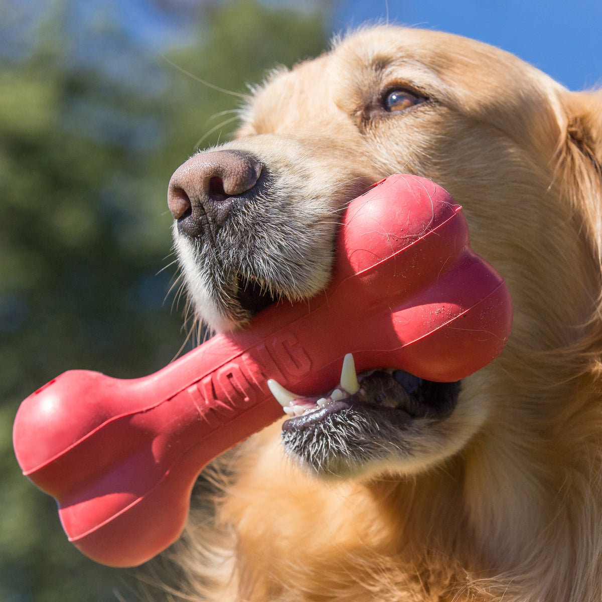 KONG® Goodie Bone® Dog Chew Toy Large