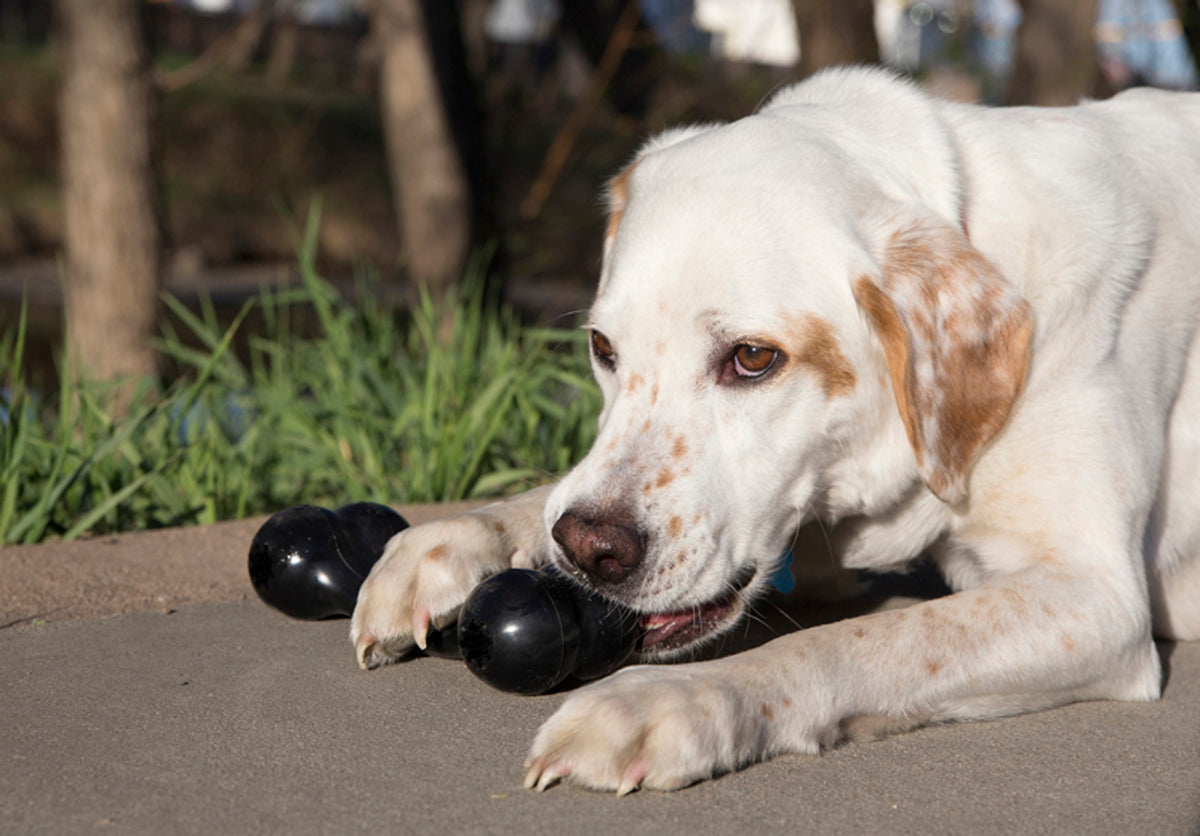 KONG® Extreme Goodie Bone® Dog Chew Toy Large