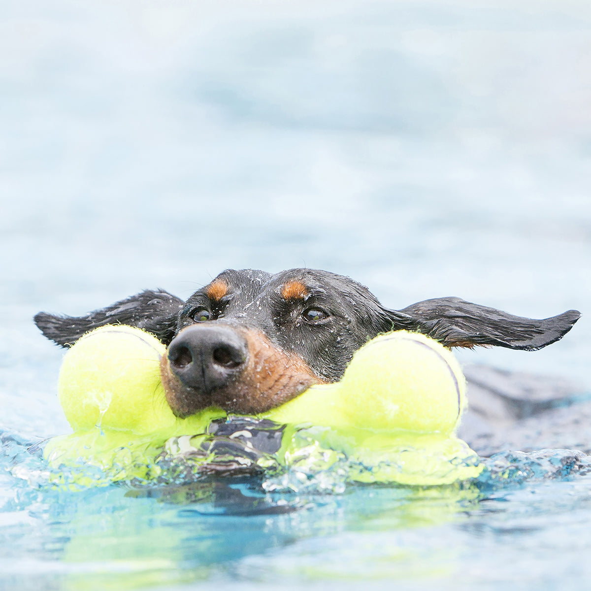 KONG® AirDog® Bone Dog Fetch Toy Large