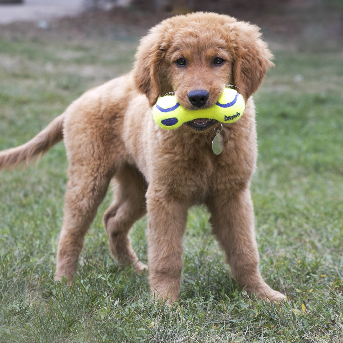 KONG® AirDog® Dumbbell Dog Fetch Toy  Medium