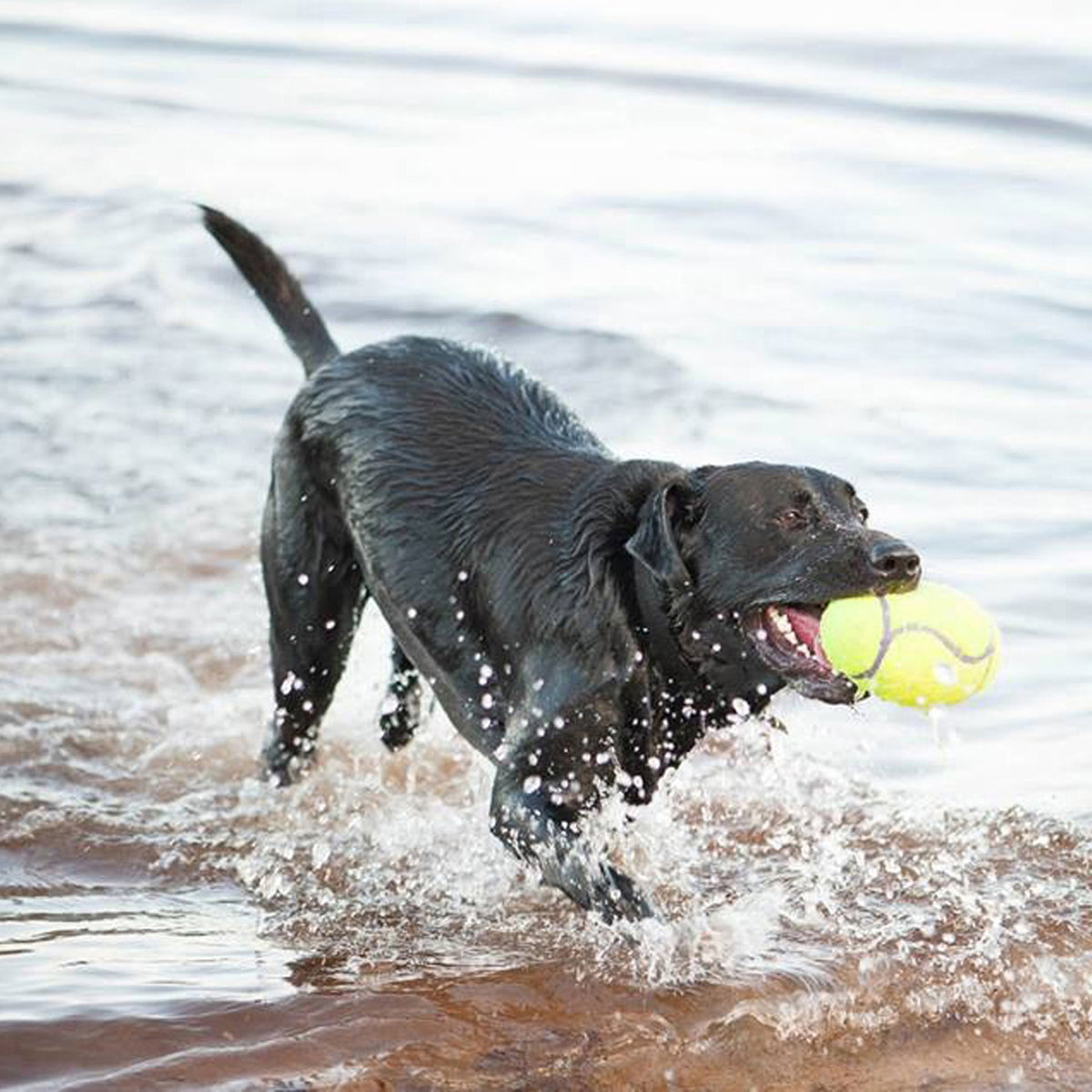 KONG® AirDog® Football Dog Fetch Toy Large