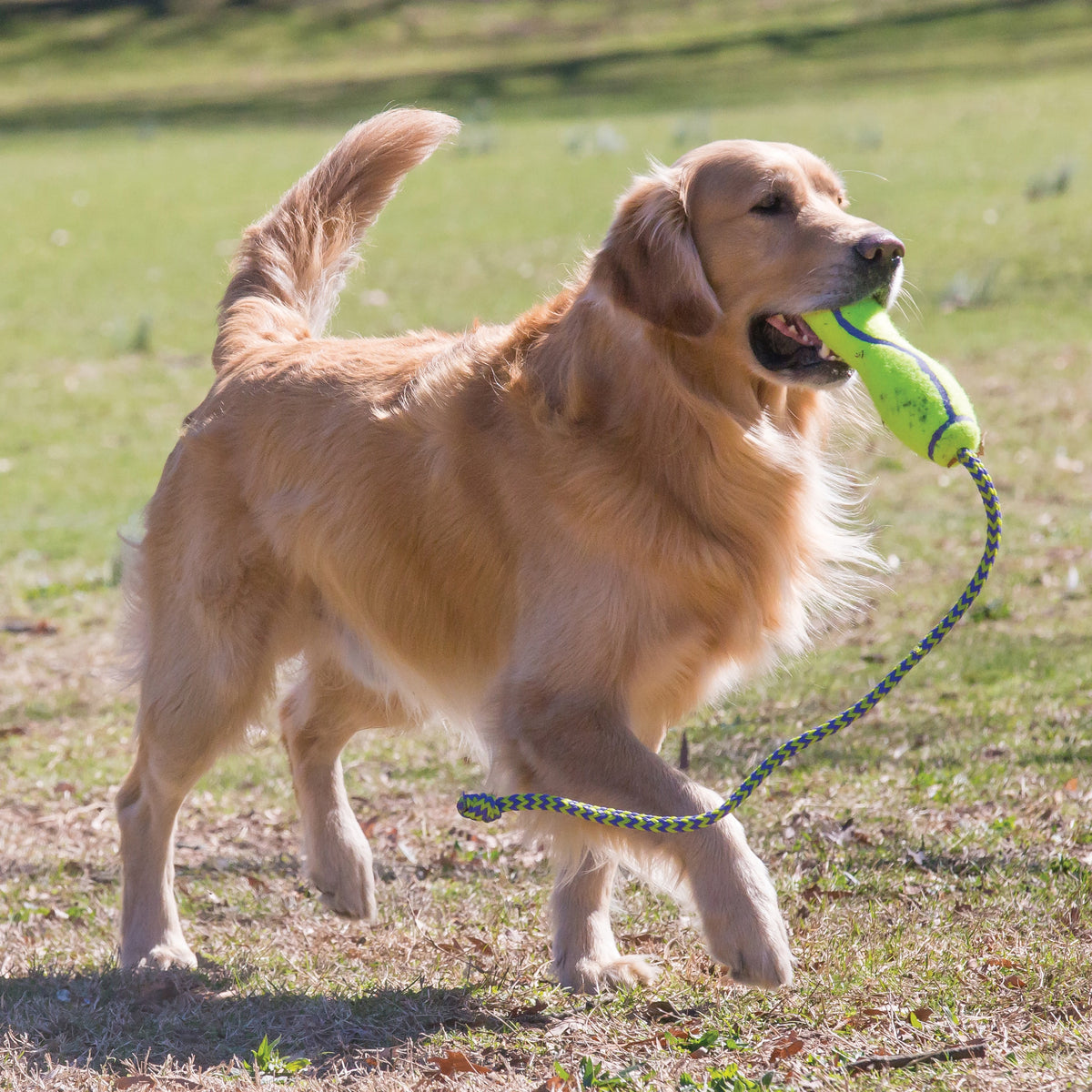 KONG® AirDog® Stick Dog Fetch Toy Large