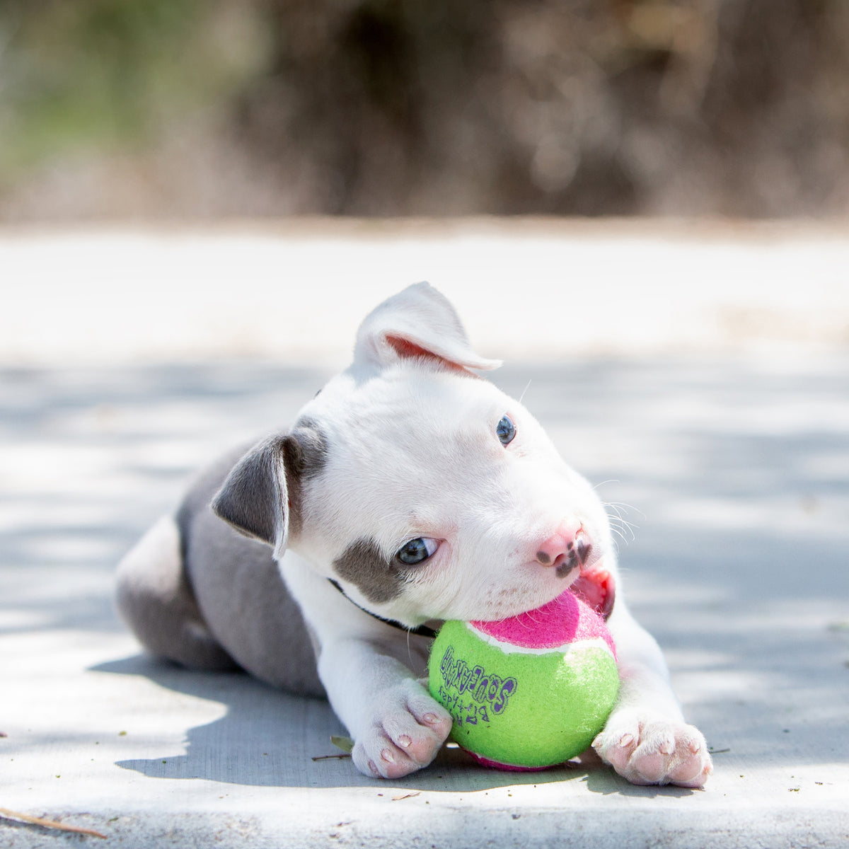 KONG® SqueakAir® Balls Dog Fetch Toy Medium