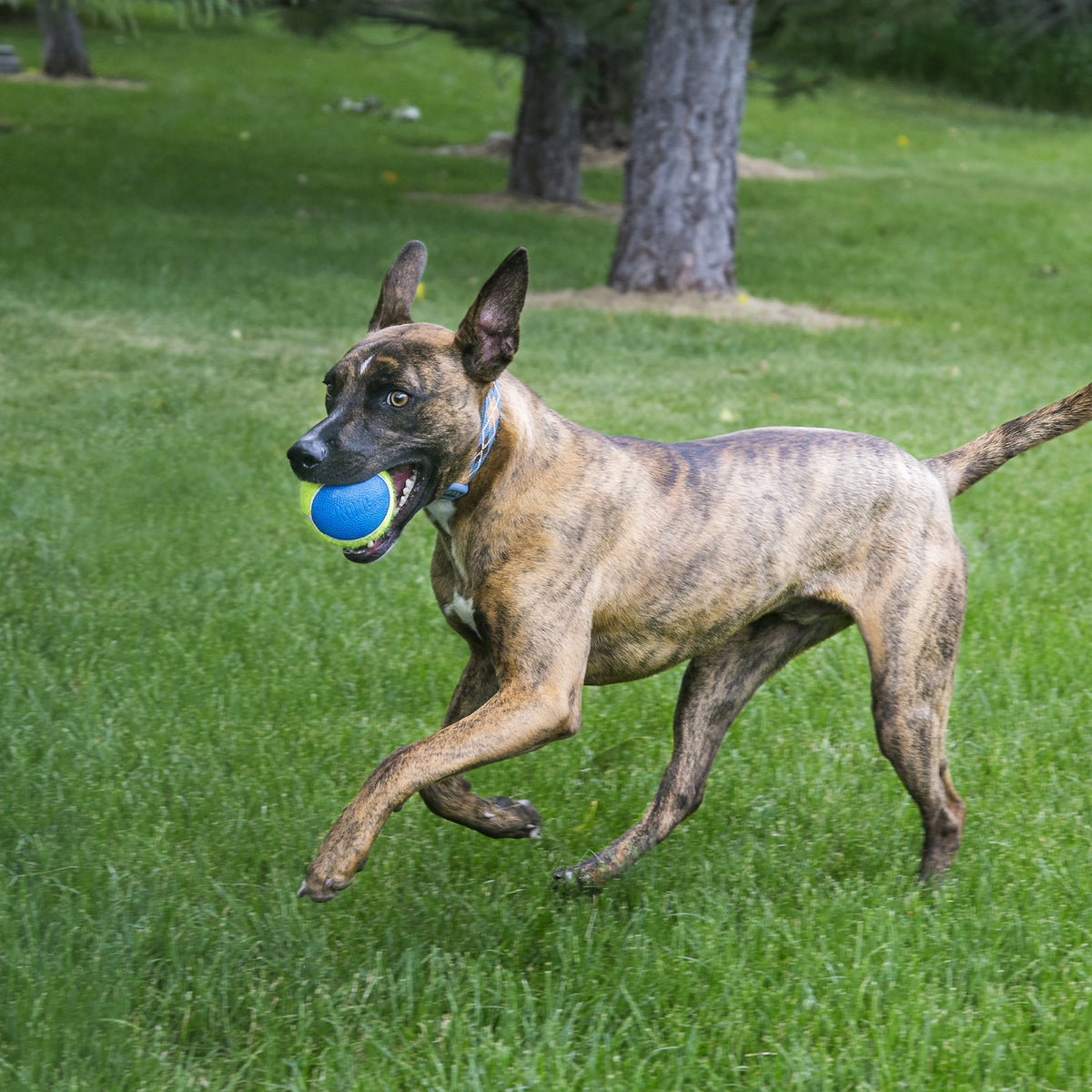 KONG® SqueakAir® Ultra Balls Dog Fetch Toy Large