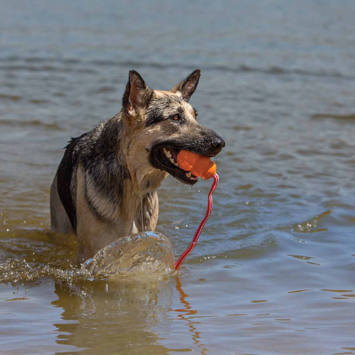 KONG® Aqua Dog Toy Large