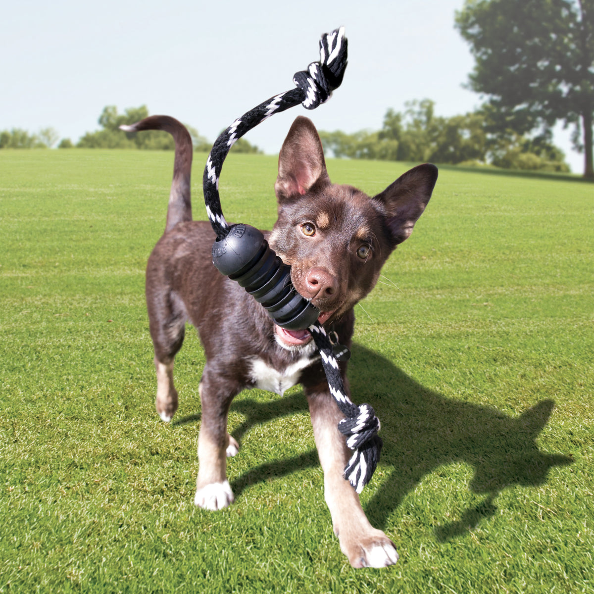 KONG® E-Collar EZ Clear™ XXL