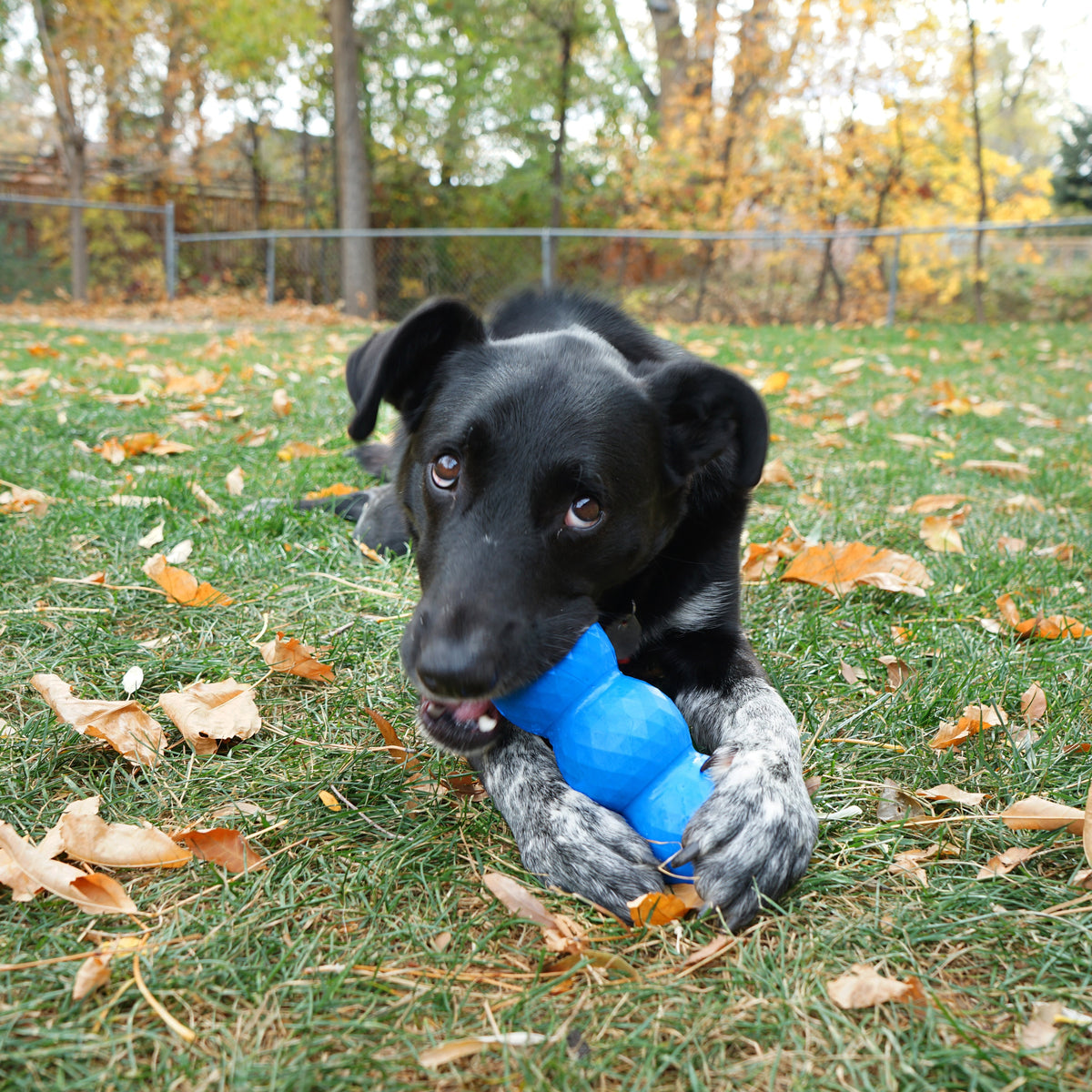 KONG® Genius™ Mike Enrichment Dog Toy Assorted Large