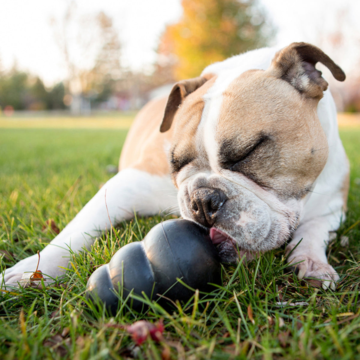 KONG® Extreme Dog Chew Toy Medium