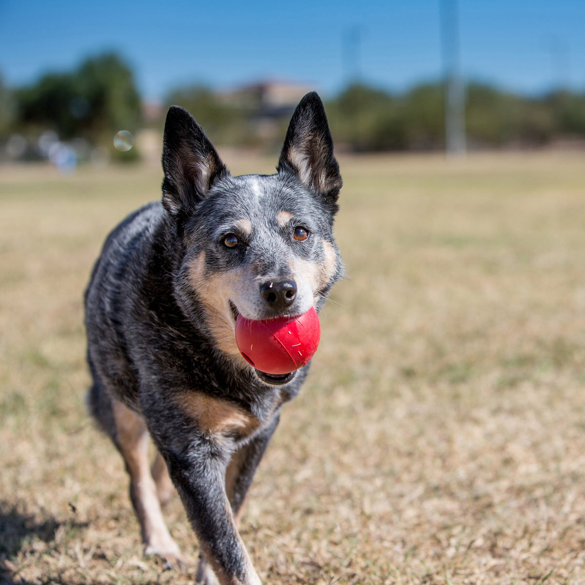 KONG® Ball w/Hole Dog Fetch Toy Medium/Large