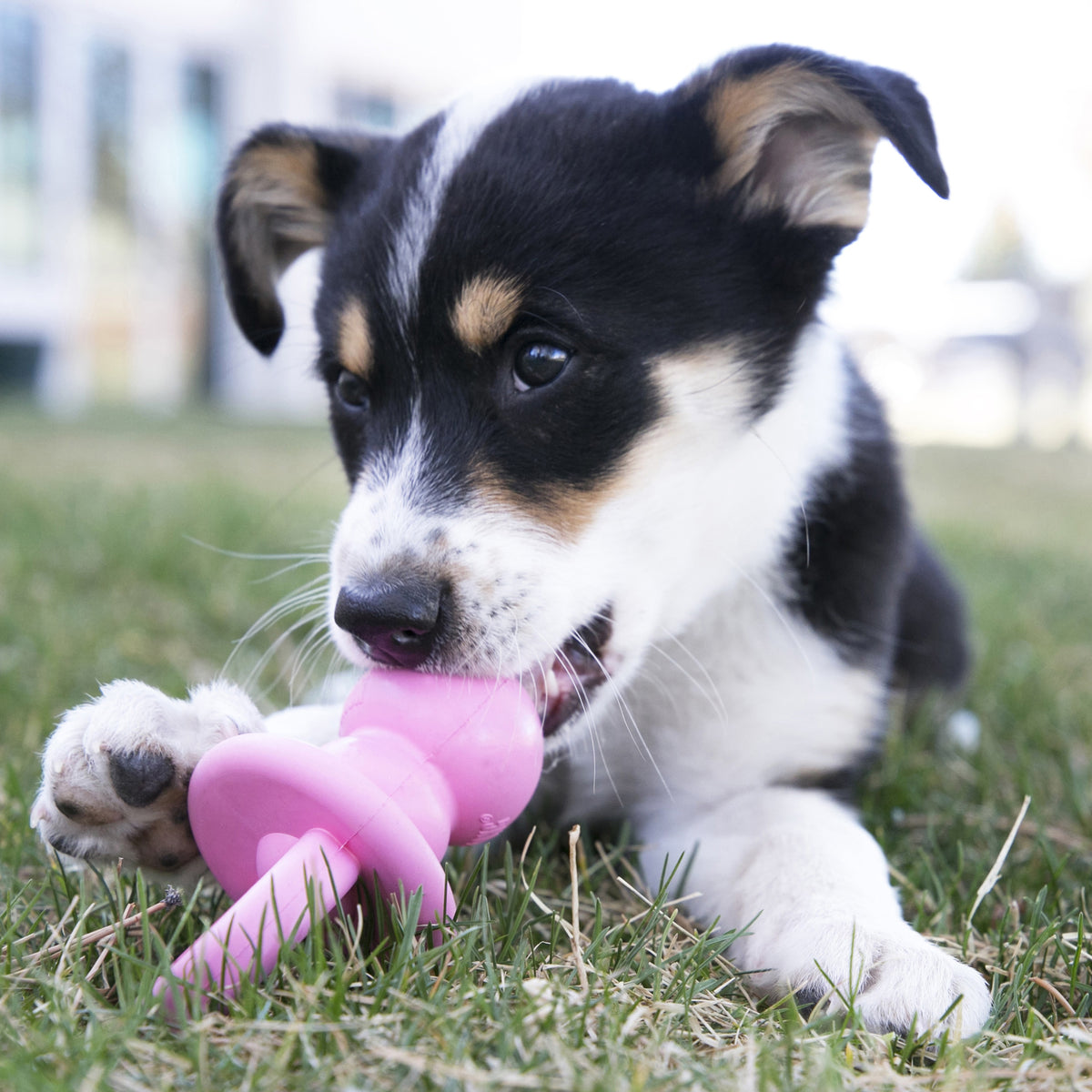 KONG® Puppy Chew Toy Medium