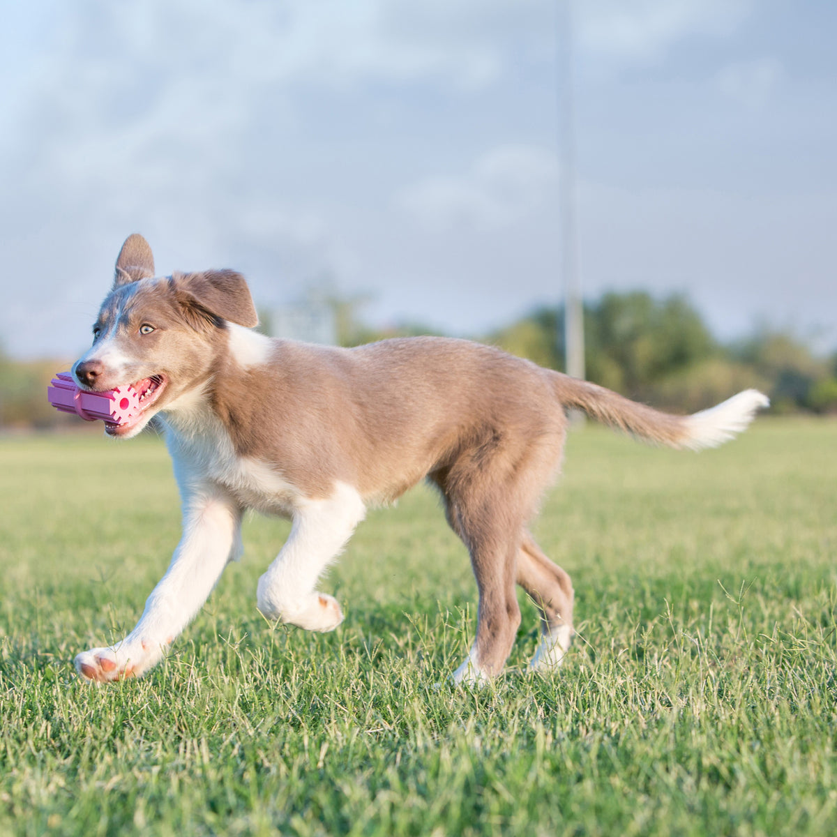 KONG® Puppy Teething Stick Chew Toy Small
