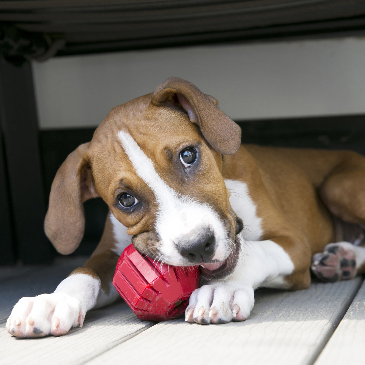 KONG® Stuff-A-Ball® Enrichment Medium