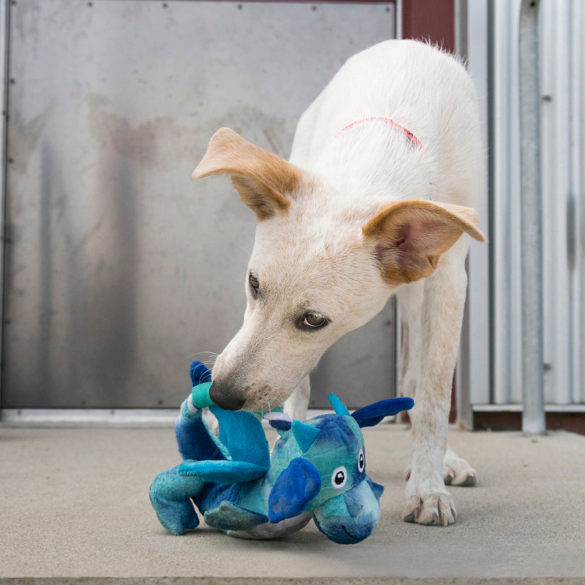 KONG® Dragon Knots Dog Rope Toy Assorted Medium/Large