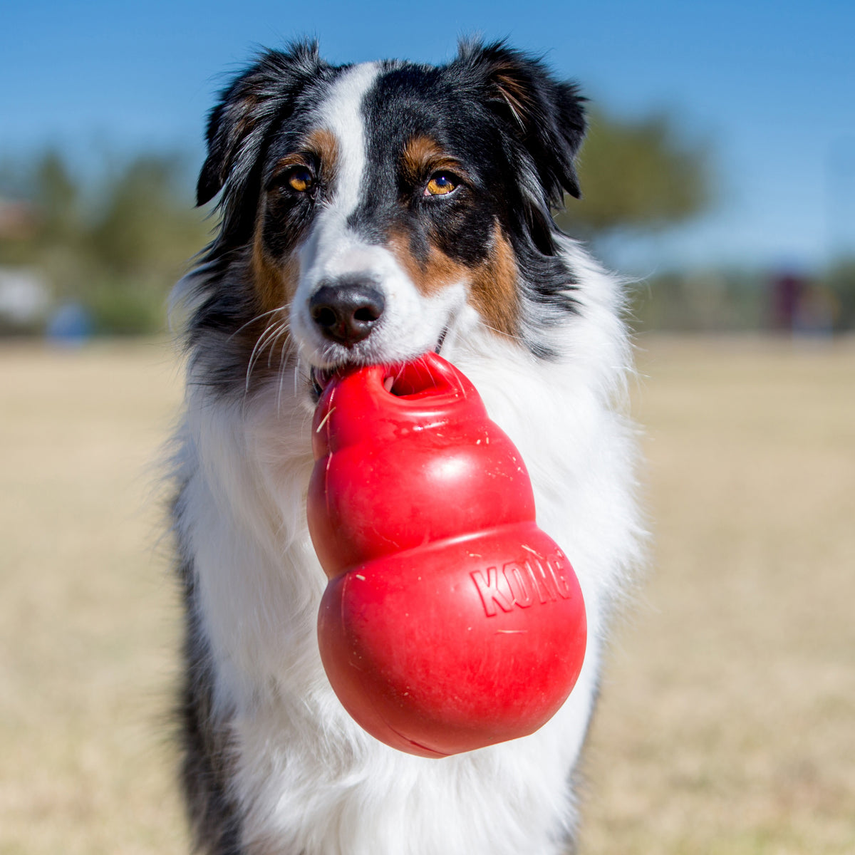 KONG® Bounzer® Dog Fetch Toy Medium