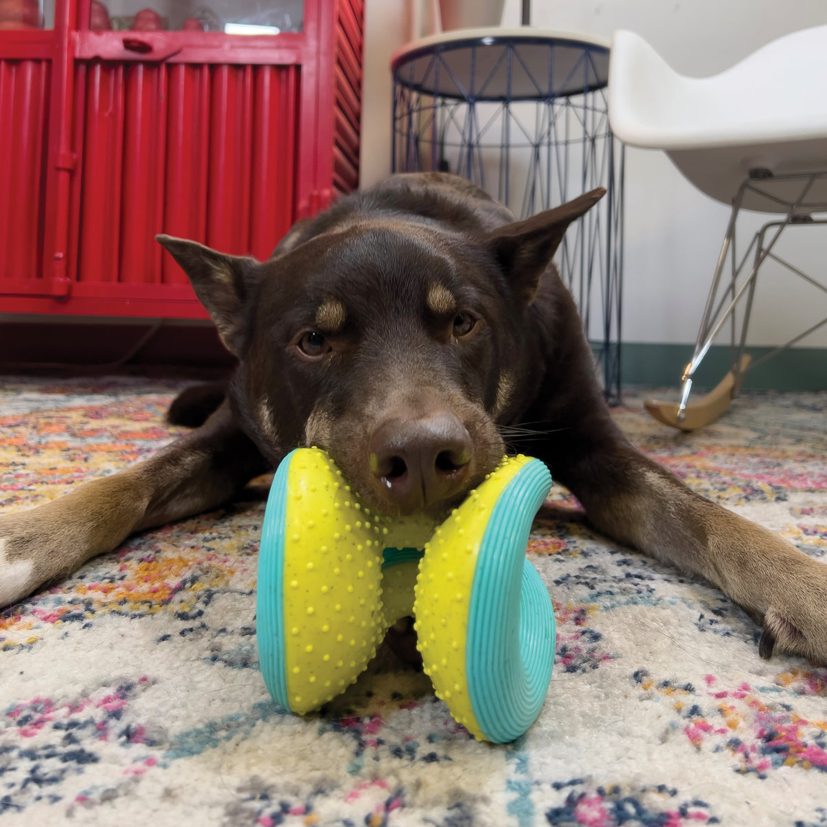KONG® Rerun Whoosh Ball Dog Fetch Toy Assorted Medium/Large