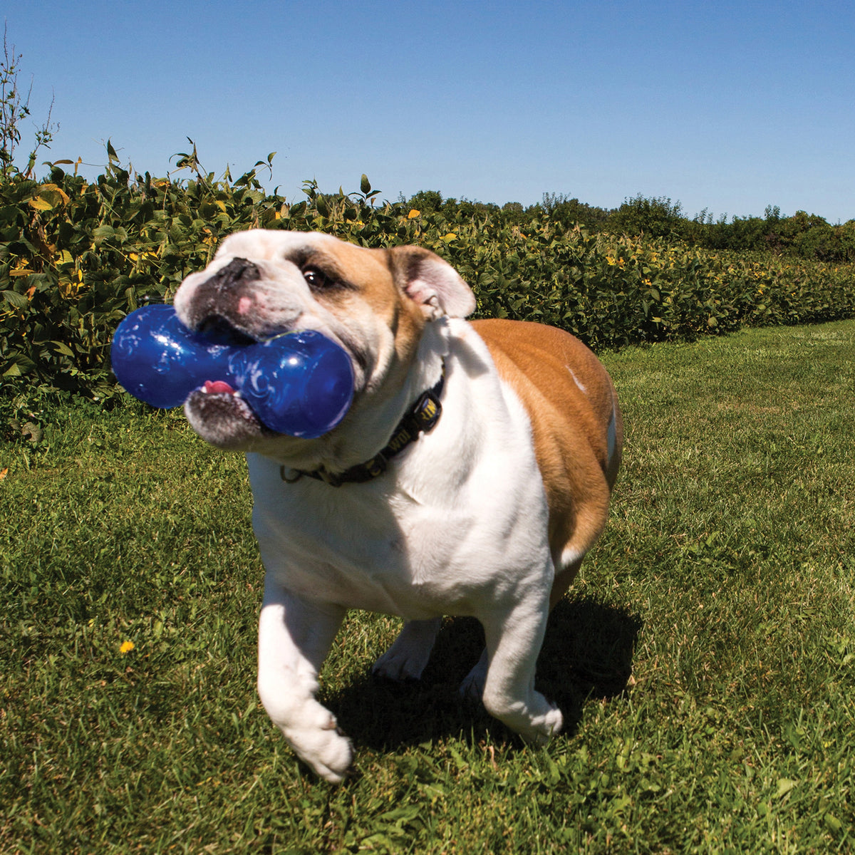KONG® Squeezz Dumbbell Dog Chew Toy Assorted Large
