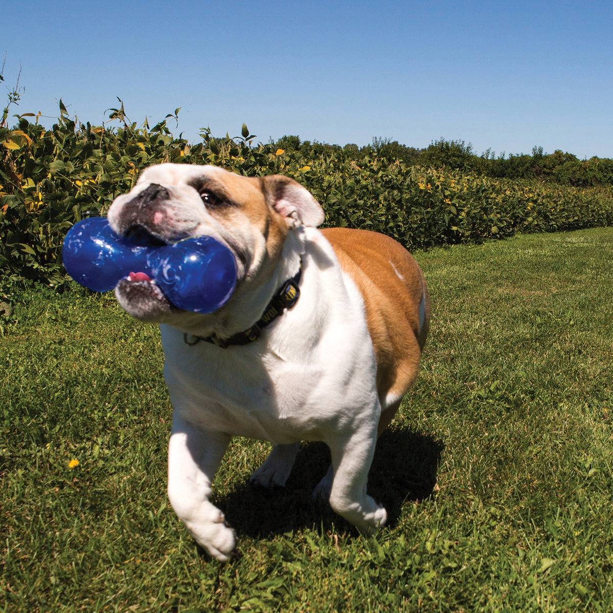 KONG® Squeezz Dumbbell Dog Chew Toy Assorted Small