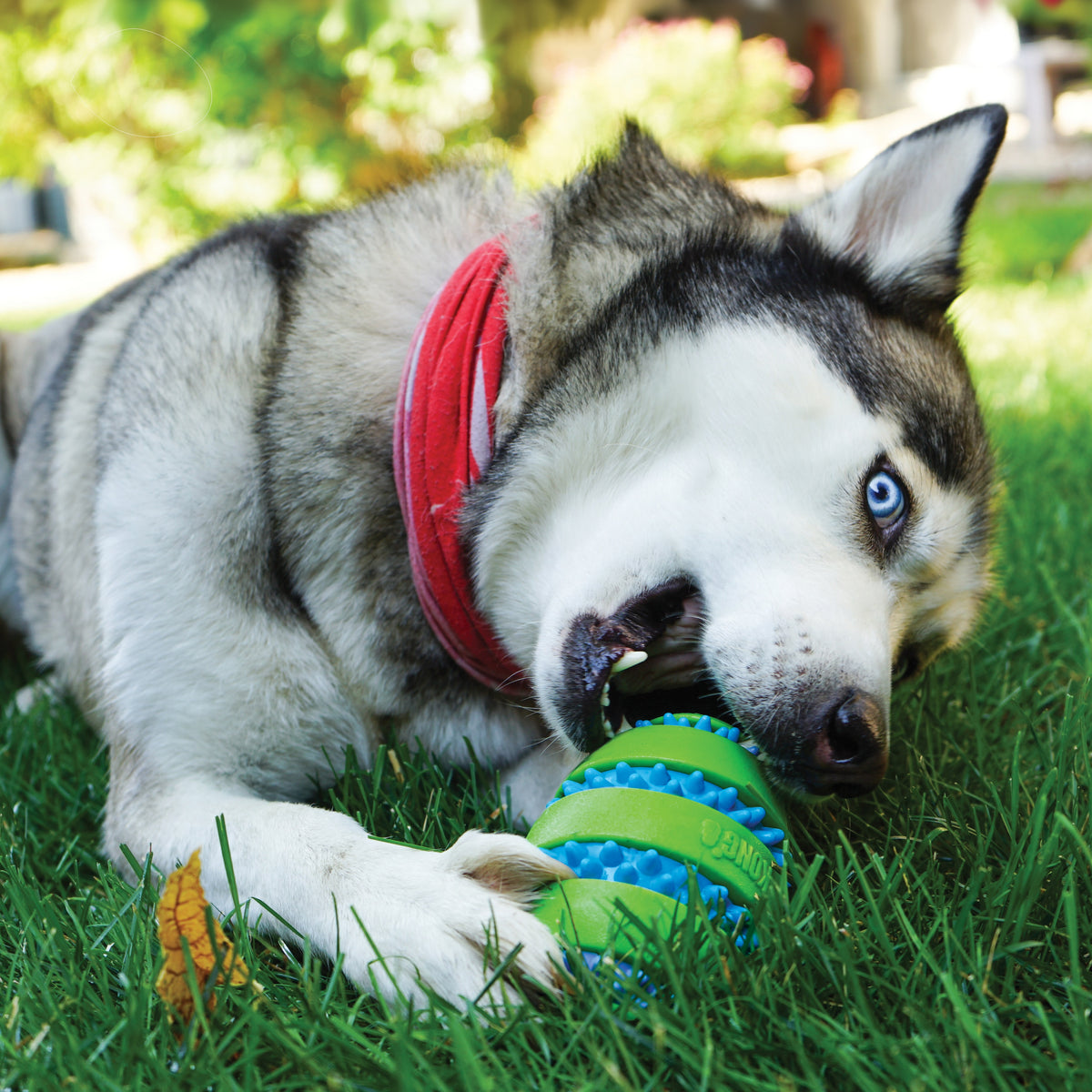 KONG® Squeezz Goomz Football Dog Chew Toy Large