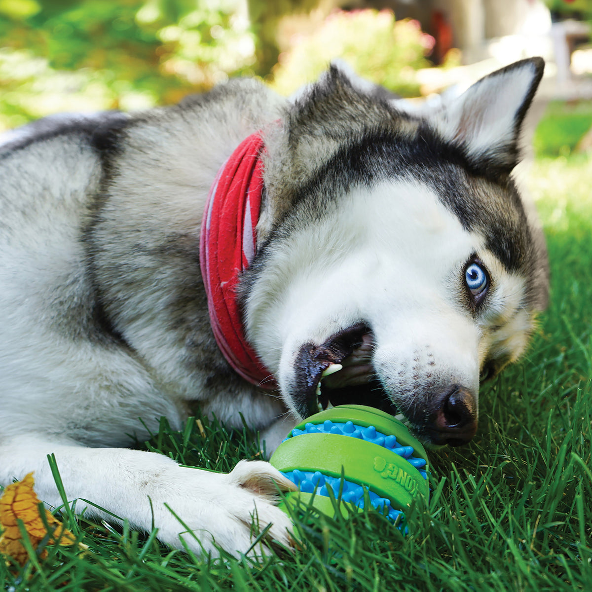 KONG® Squeezz Goomz Ball Dog Chew Toy Large