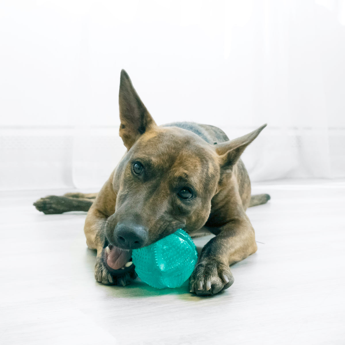 KONG® Squeezz Dental Ball Dog Chew Toy Medium