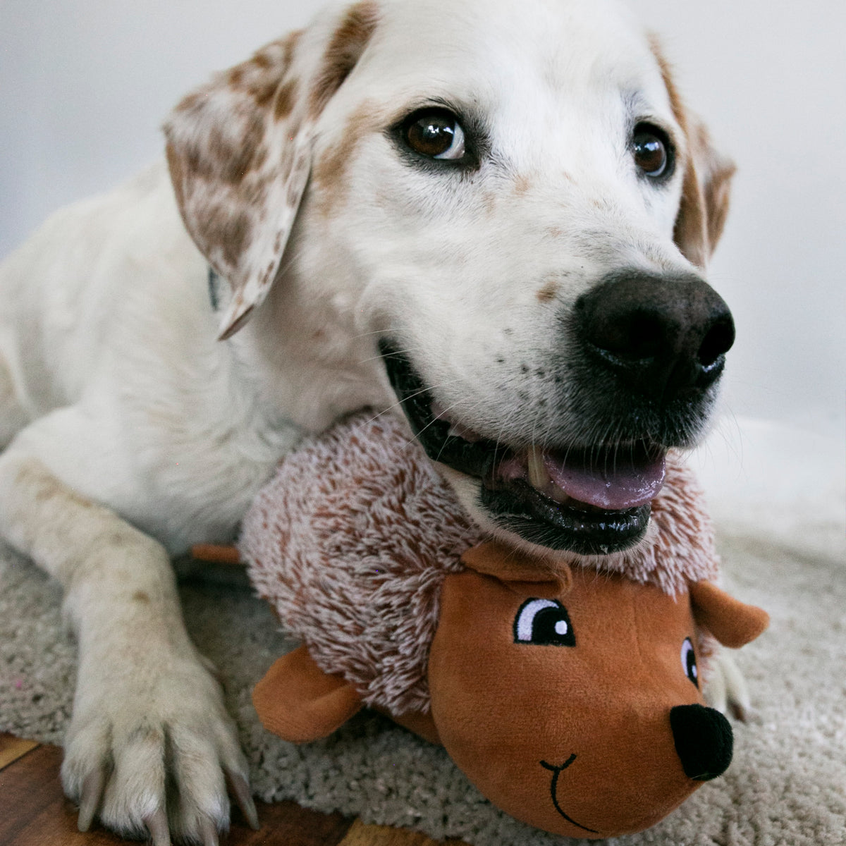 KONG® Comfort HedgeHug Dog Plush Toy Assorted Medium