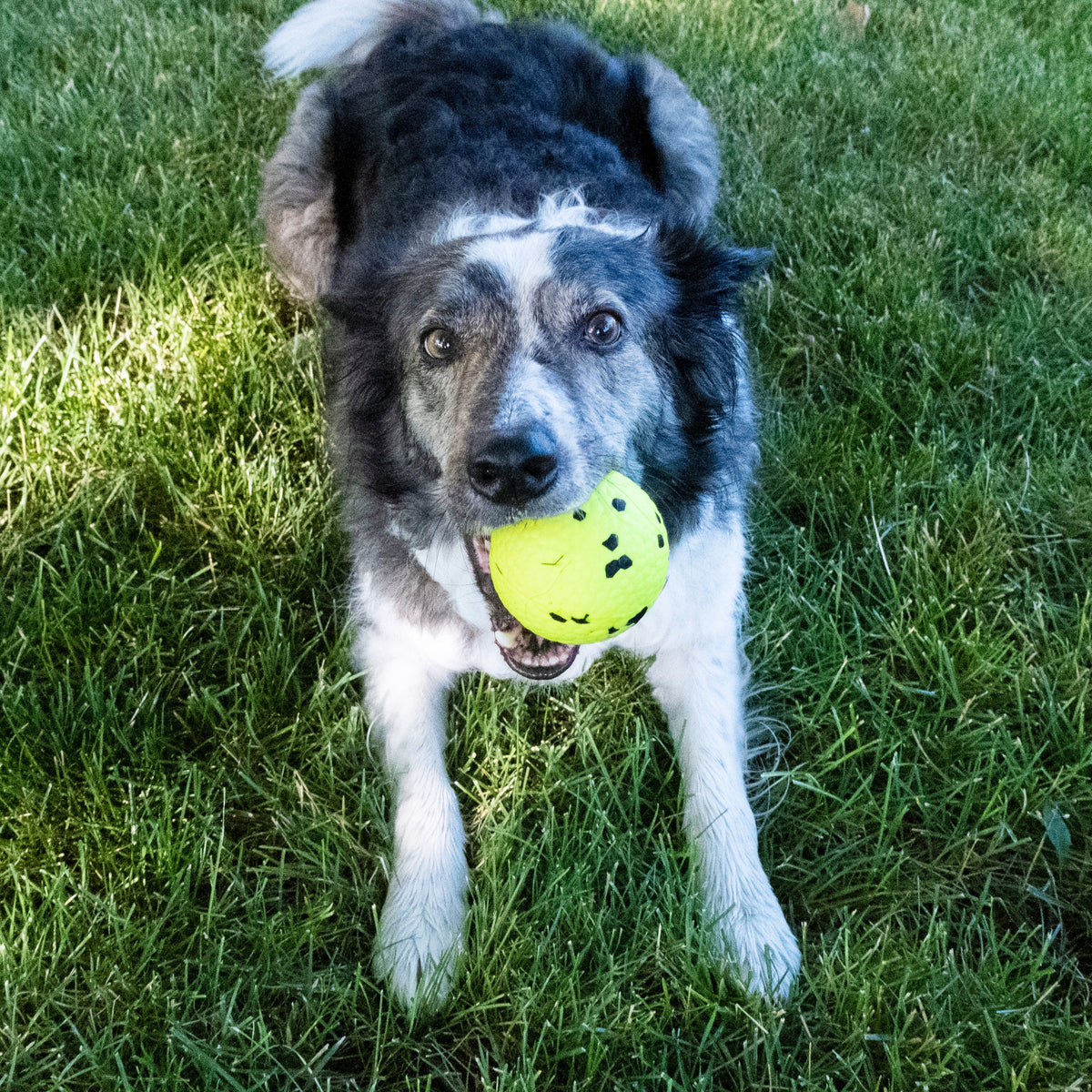 KONG® Reflex Ball Dog Fetch Toy Large