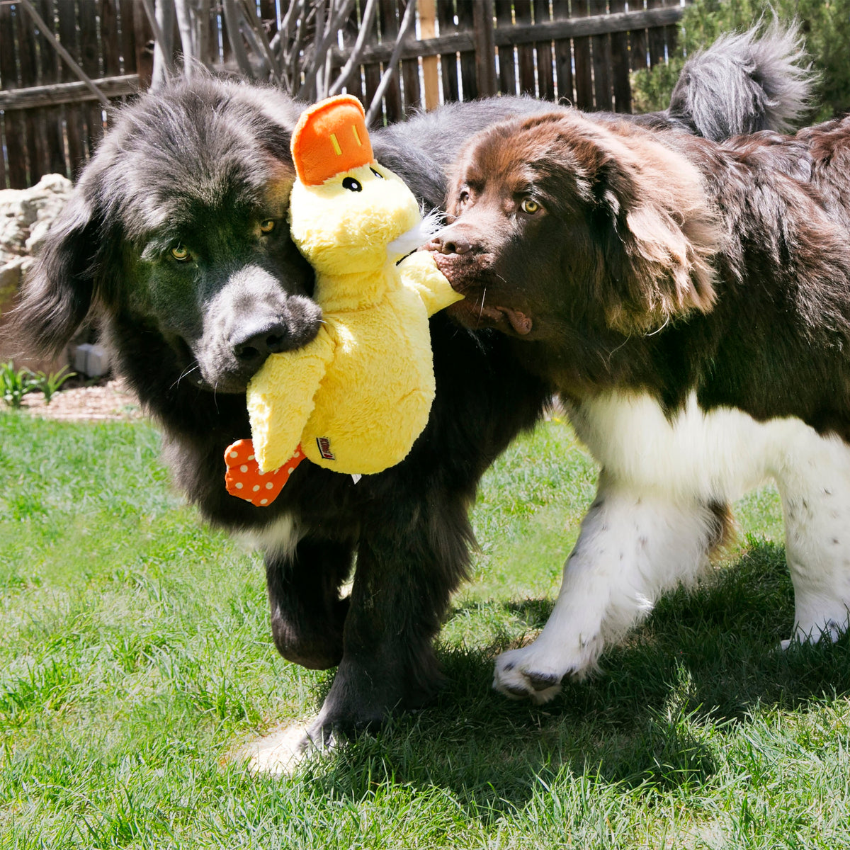KONG® Comfort Jumbo Dog Plush Toy Assorted XL