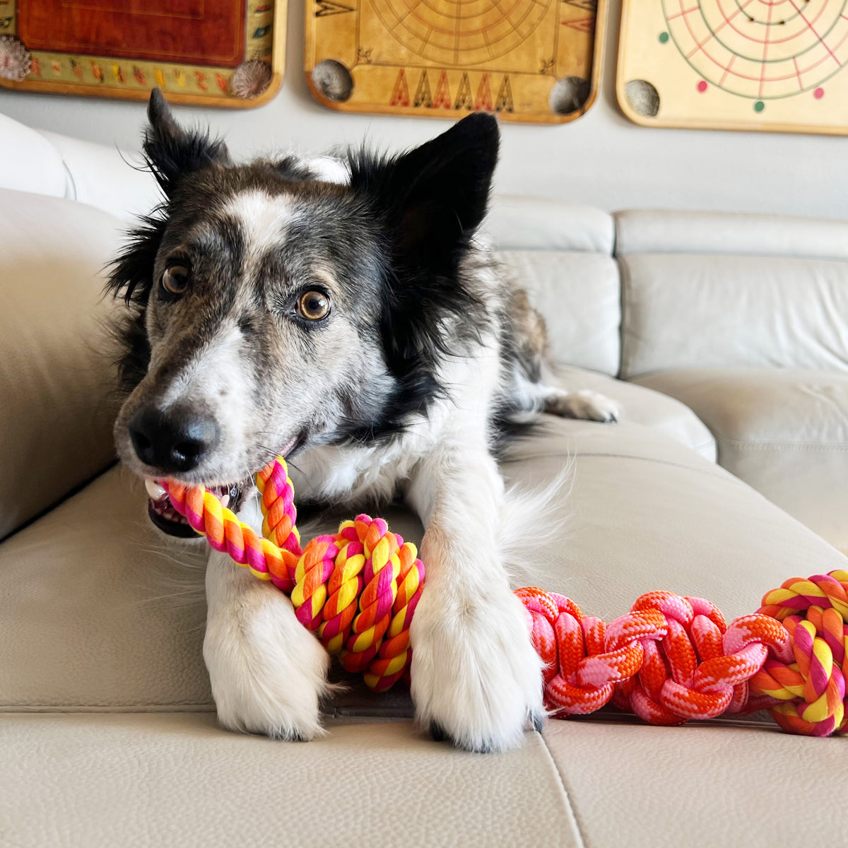 KONG® Rope Bunji Dog Toy Assorted Medium