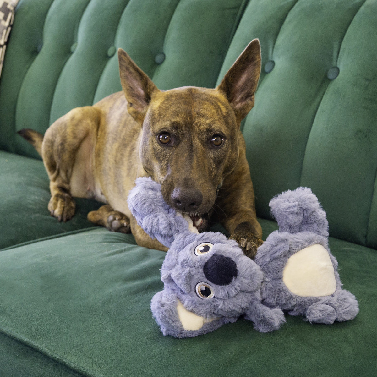 KONG® Scrumplez Koala Dog Plush Toy Medium