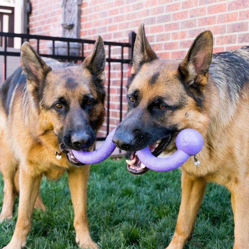 KONG® Ogee™ Stick Dog Chew Toy Assorted Medium
