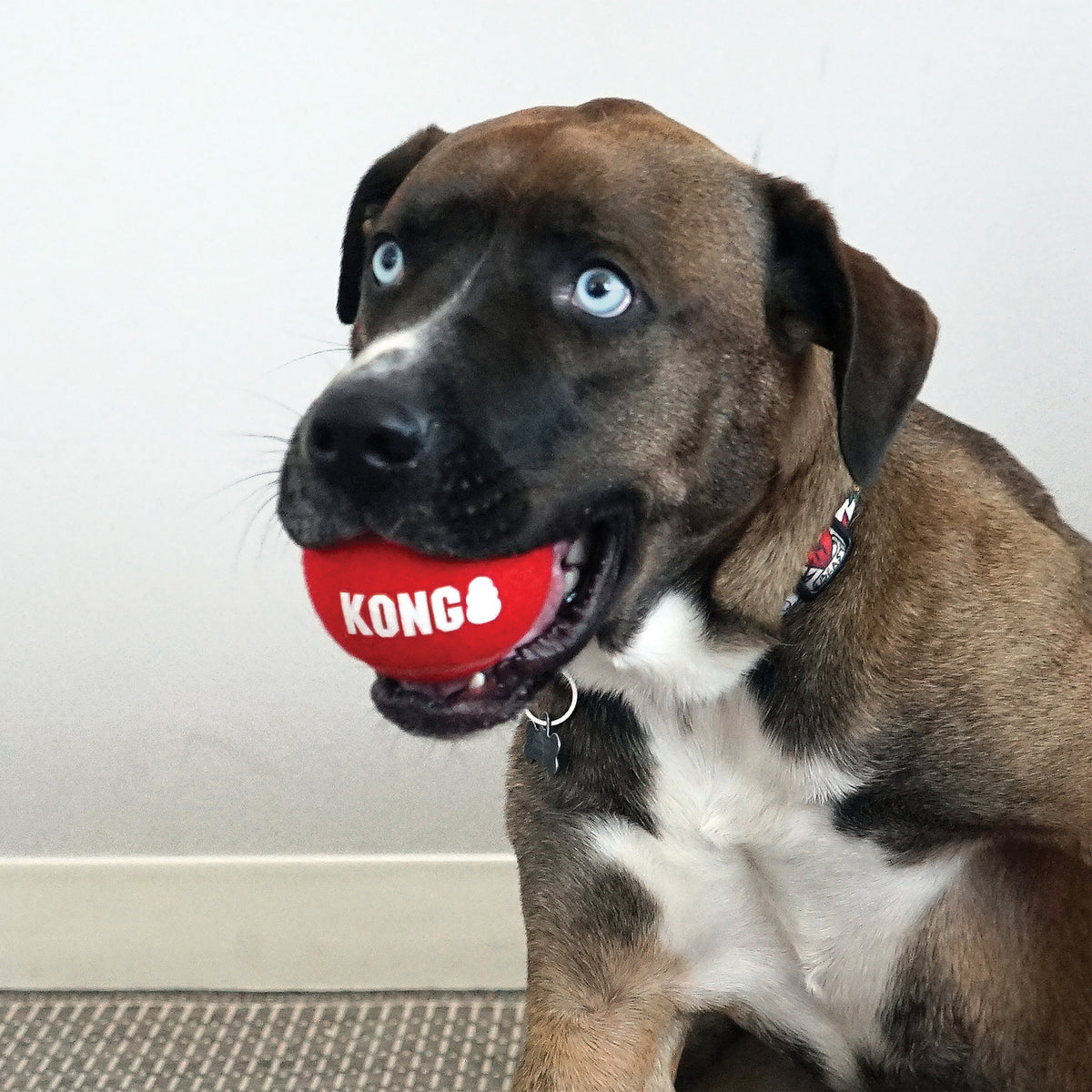 KONG® Signature Sport Balls Dog Fetch Toy Medium 3pk