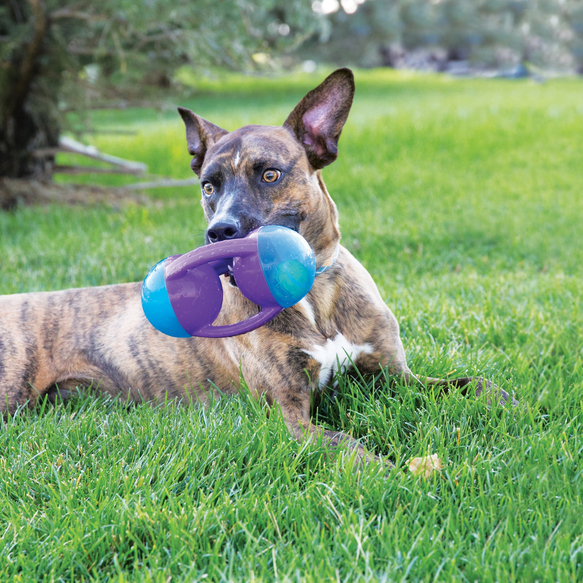 KONG® Jumbler™ Disc Dog Enrichment Toy Assorted Medium/Large