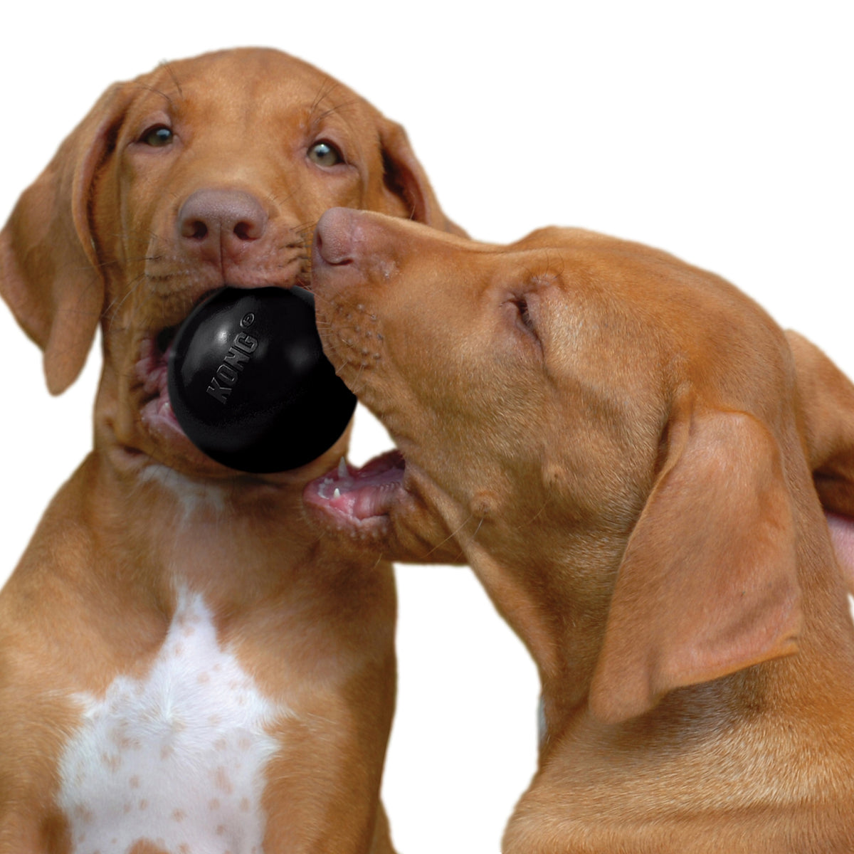 KONG® Extreme Ball Dog Fetch Toy Small