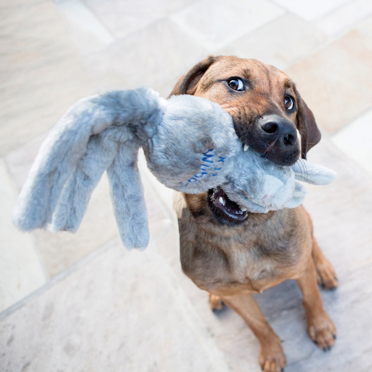 KONG® Wubba Friends Dog Tug Toy Assorted Small