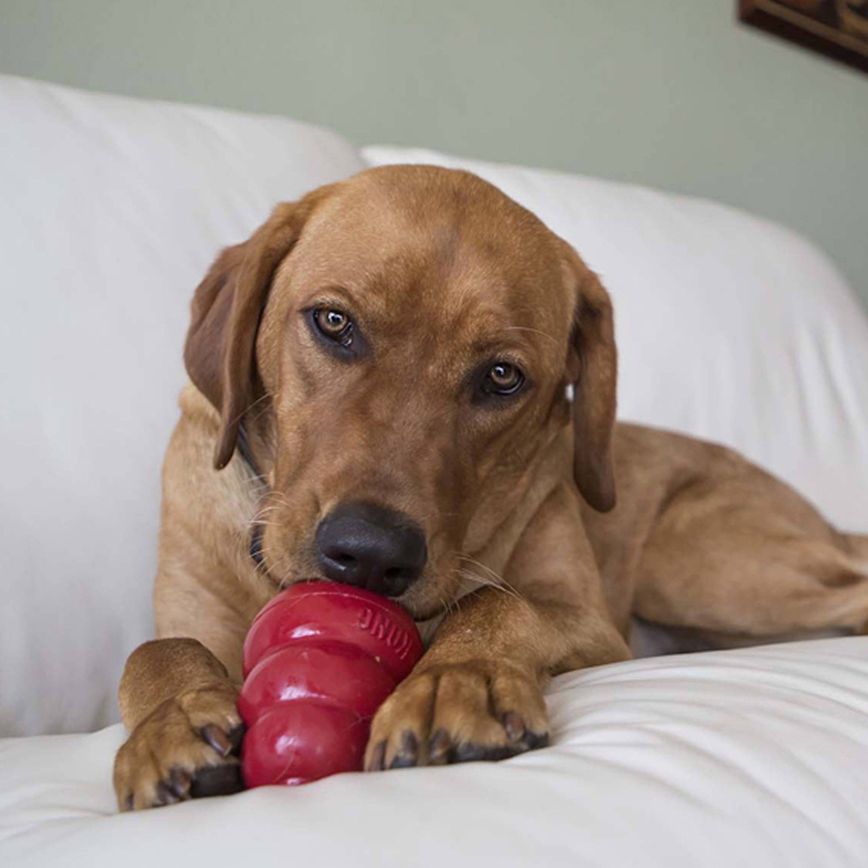 KONG Easy Treat® Turkey & Sweet Potato 8 oz
