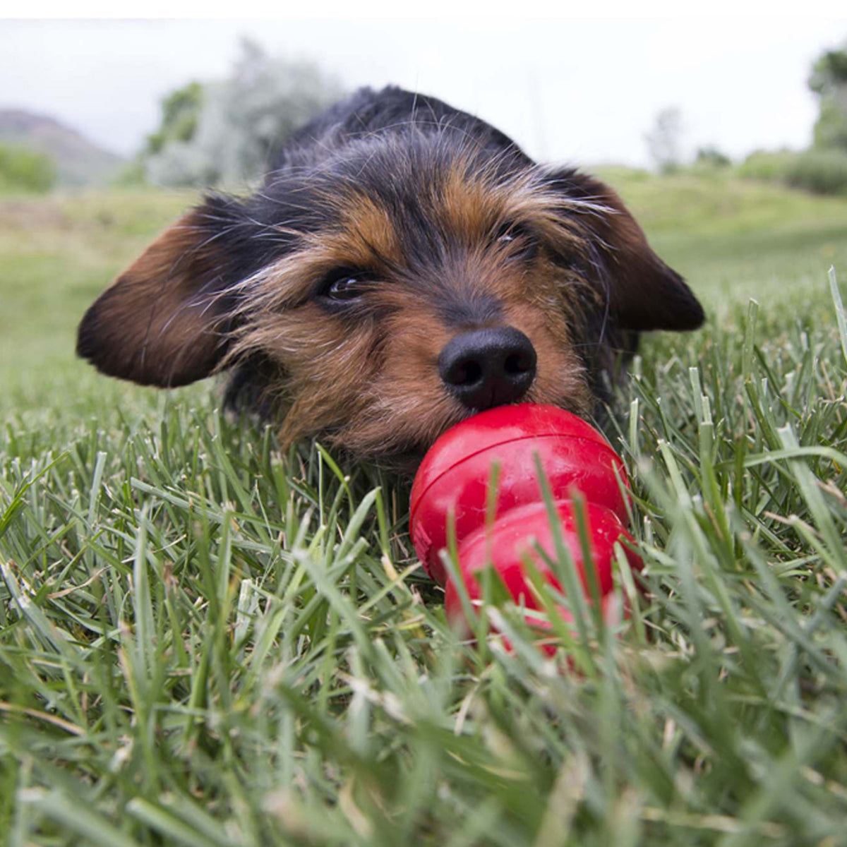 KONG® Easy Treat® Peanut Butter 8 oz