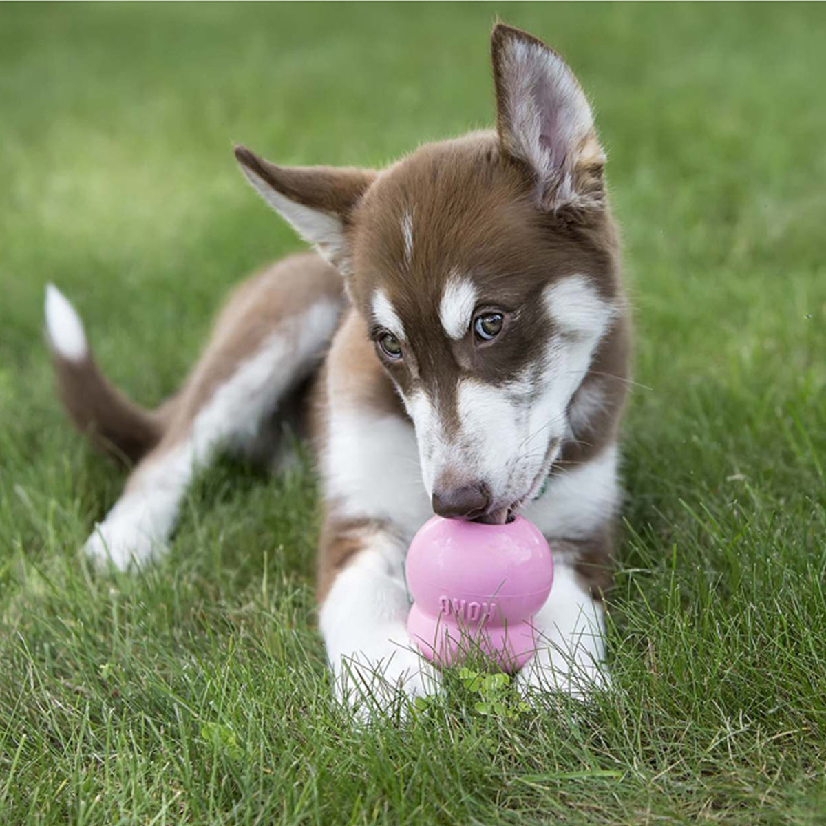 KONG® Easy Treat® Puppy 8 oz