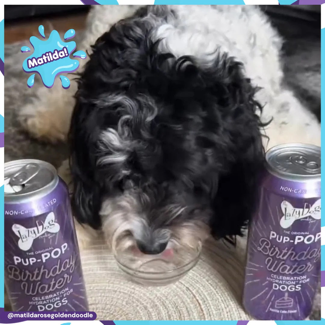 Lazy Dog Pup-POP® Birthday Water Vanilla Cake Flavor Case of 4
