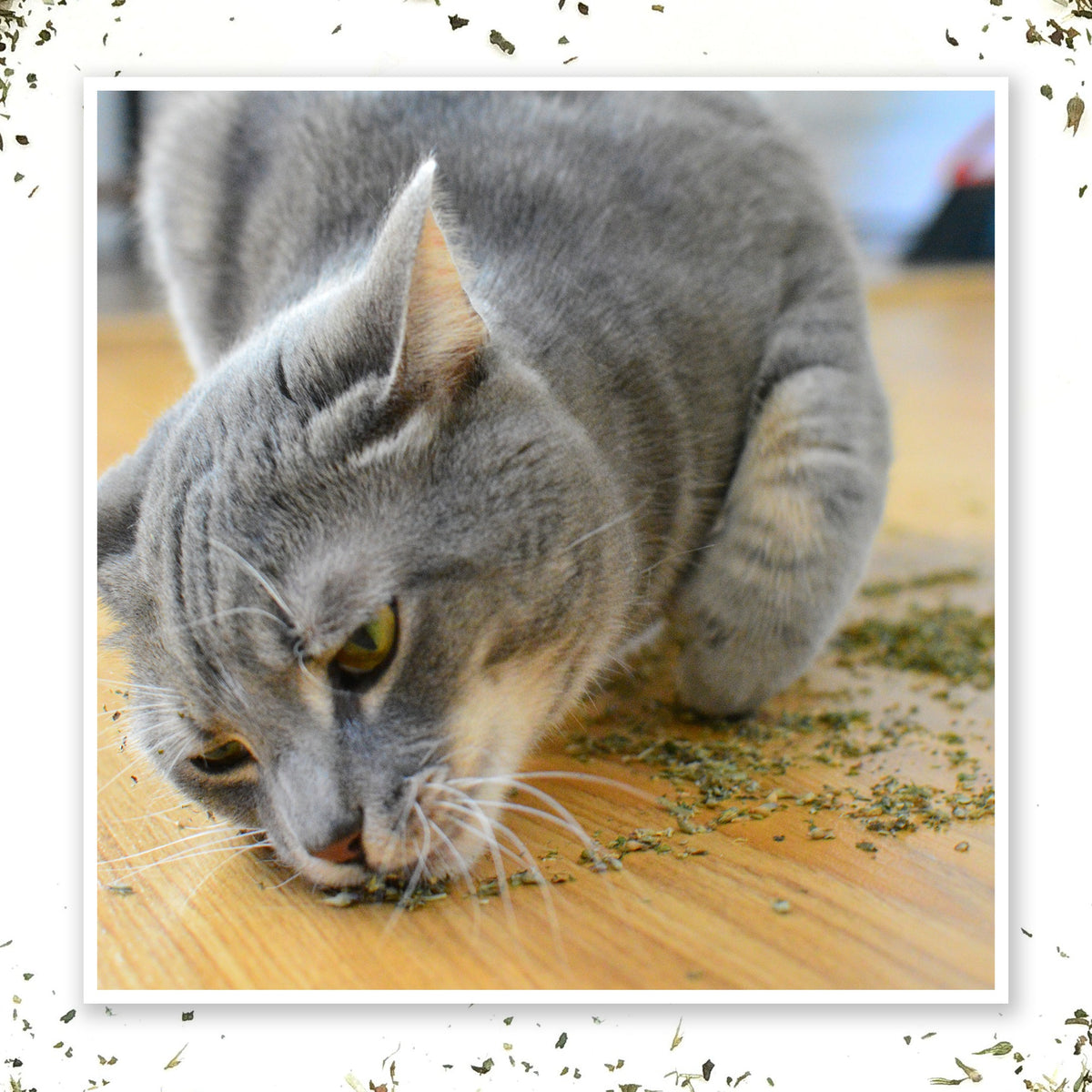 Meowijuana Purrple Passion - Catnip and Silvervine Blend