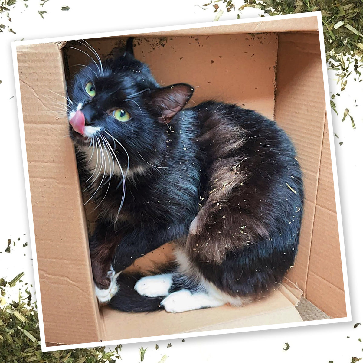 Meowijuana Purrple Passion - Catnip and Silvervine Blend