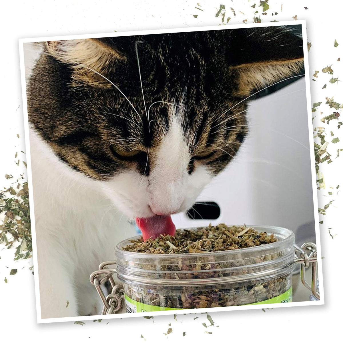 Meowijuana Jar of Pawty Mix